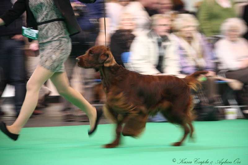 Crufts2011 588.jpg